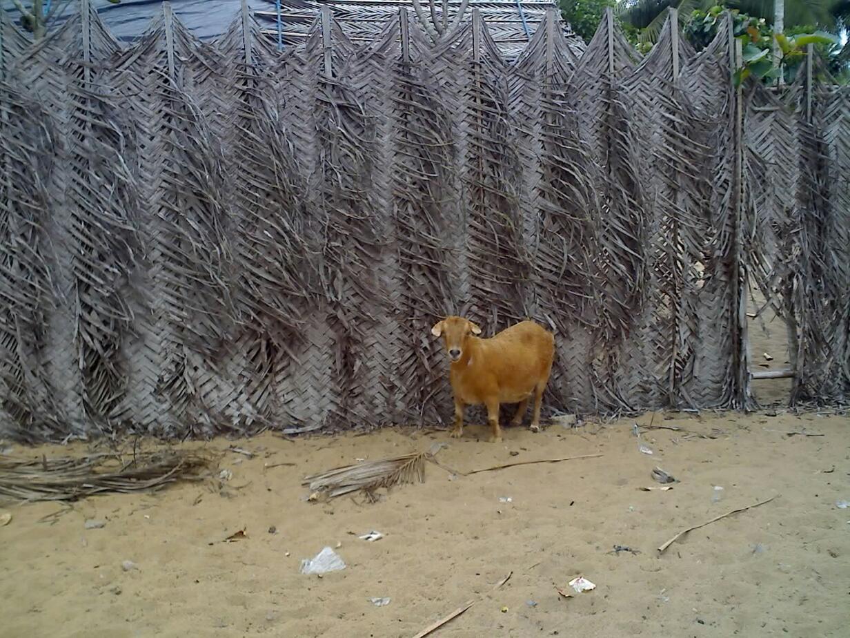 In der Bauernsiedlung: ivoirische Ziege